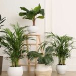 Air Purifying Plants Can Reduce Indoor Air Pollution by Up to 75 percentage